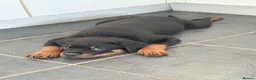 Rottweiler dogs for sale: Rottweiler puppies. 1 LEFT. READY TO GO. - Advert 27