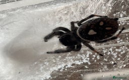 Spiders invertebrates for sale: Regale jumping spiders  - Image 3