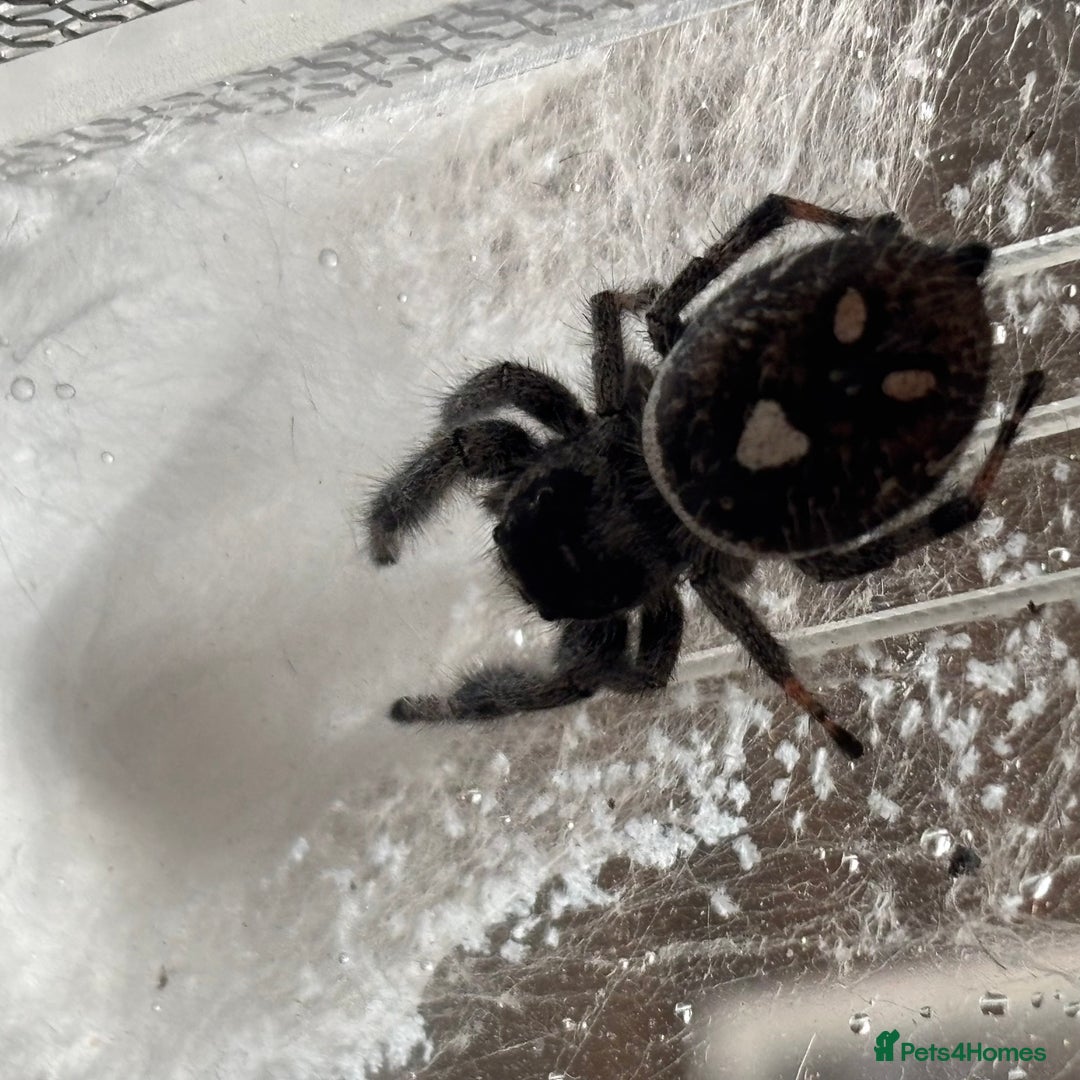 Spiders invertebrates for sale: Regale jumping spiders  - Image 3