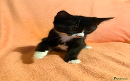 British Shorthair cats for sale: 3 x British Kittens. Ready for a loving home ❤️ - Image 3