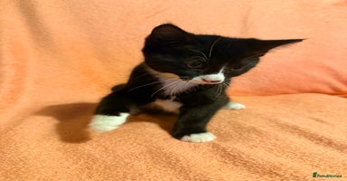 British Shorthair cats - Advert 2