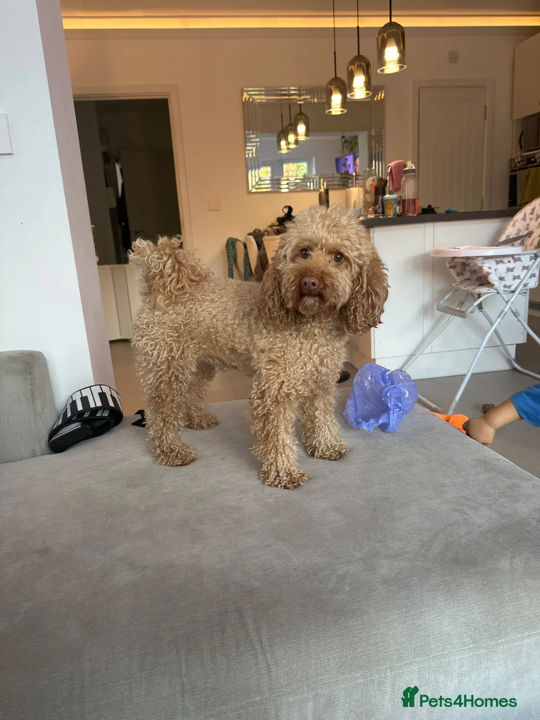 Toy Poodle dogs for sale: Mika- toy poodle  - Advert 7