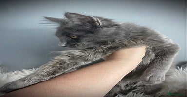 Maine Coon cats - Advert 9