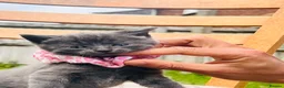 Mixed Breed cats for sale: British Shorthair Dad & Tabby Mom Kittens for Sale - Advert 11