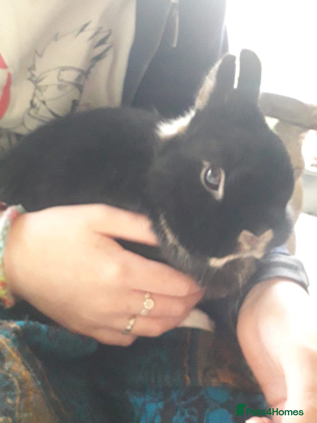 Netherland Dwarf rabbits for sale: Gorgeous bonded pair of 2 yr old Netherland Dwarfs - Image 3