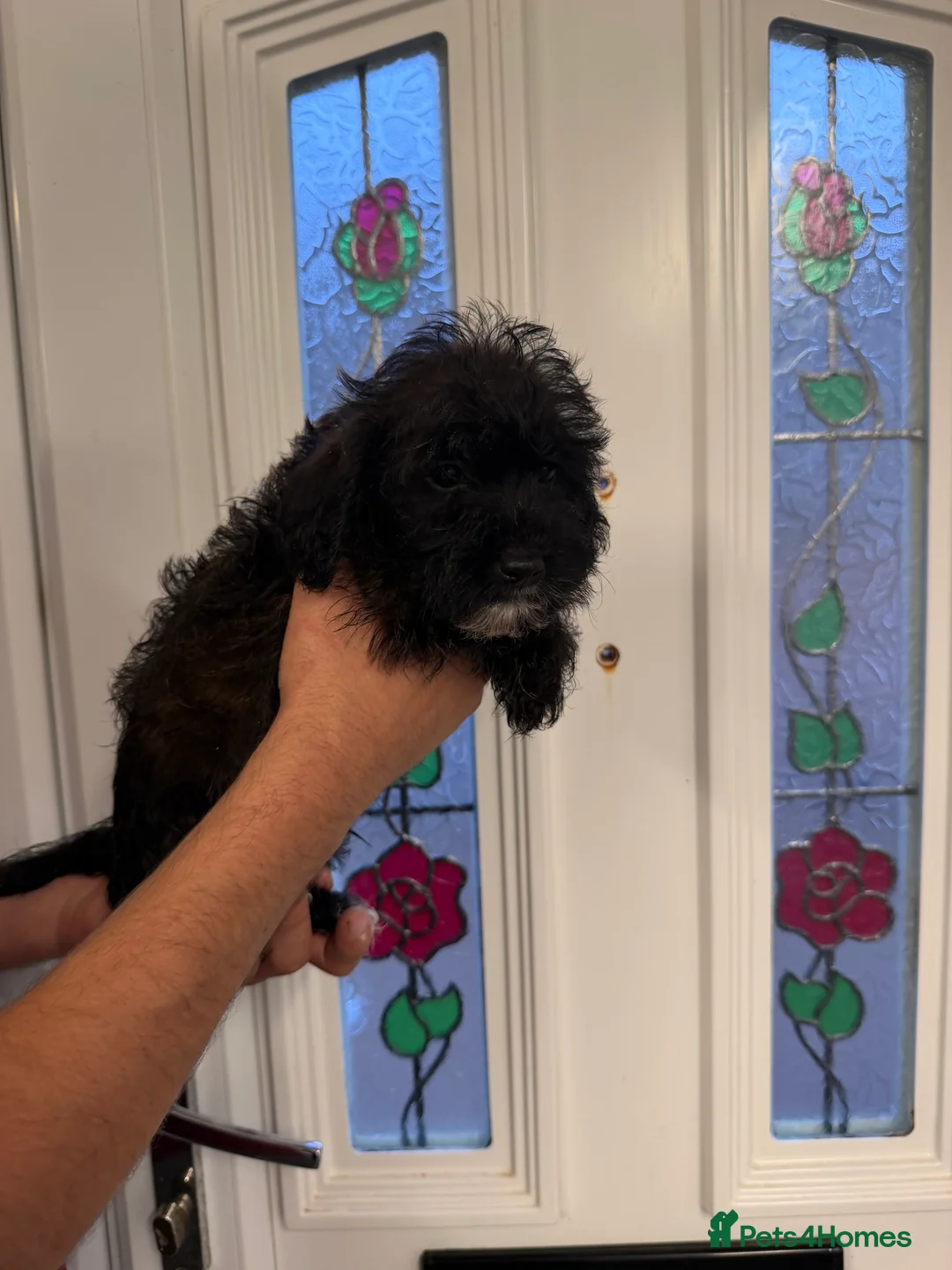 Jackapoo dogs for sale: Miniature jackapoos in Doncaster - Advert 2