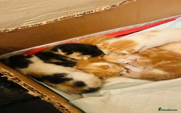 Mixed Breed cats for sale: Cat and kittens - Image 8