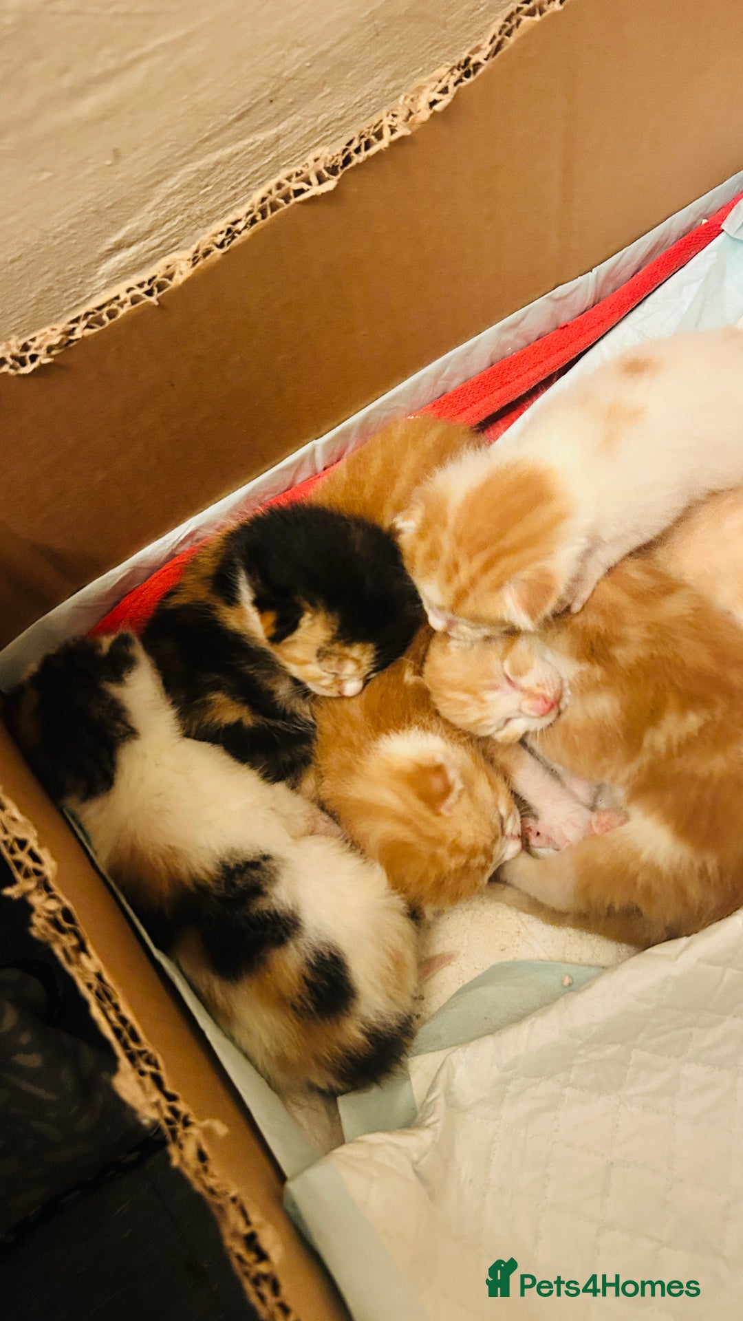 Mixed Breed cats for sale: Cat and kittens - Image 8