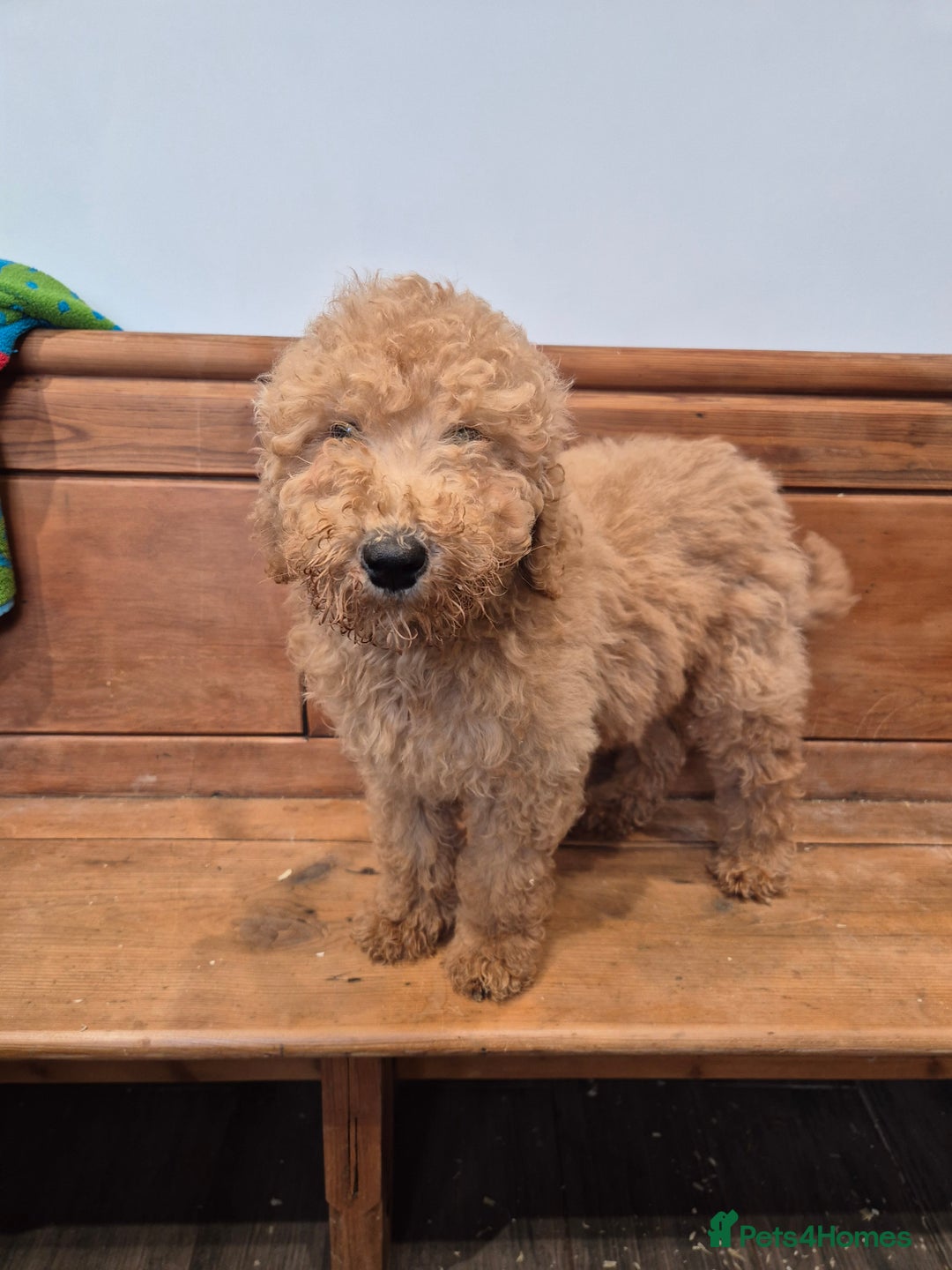 Standard Poodle dogs for sale: Standard Poodle  - Advert 3