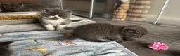 Scottish Fold cats for sale: Beautiful Scottish Kitten, Tica registered - Advert 19