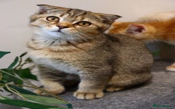 Scottish Fold cats for sale: Ready TICA reg stunning kittens available  - Image 34