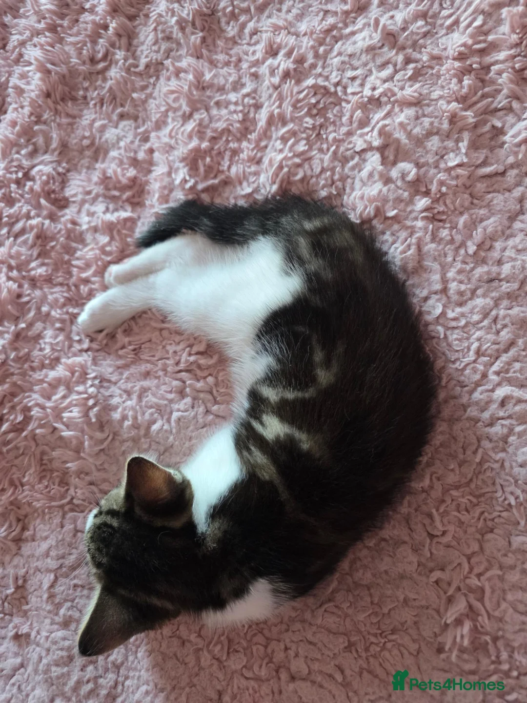 Maine Coon cats for sale: Half Maine Coon - Advert 6