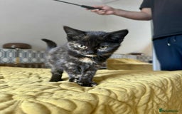 British Shorthair cats for sale: Pure British Shorthair Girls Ready Now! - Image 29