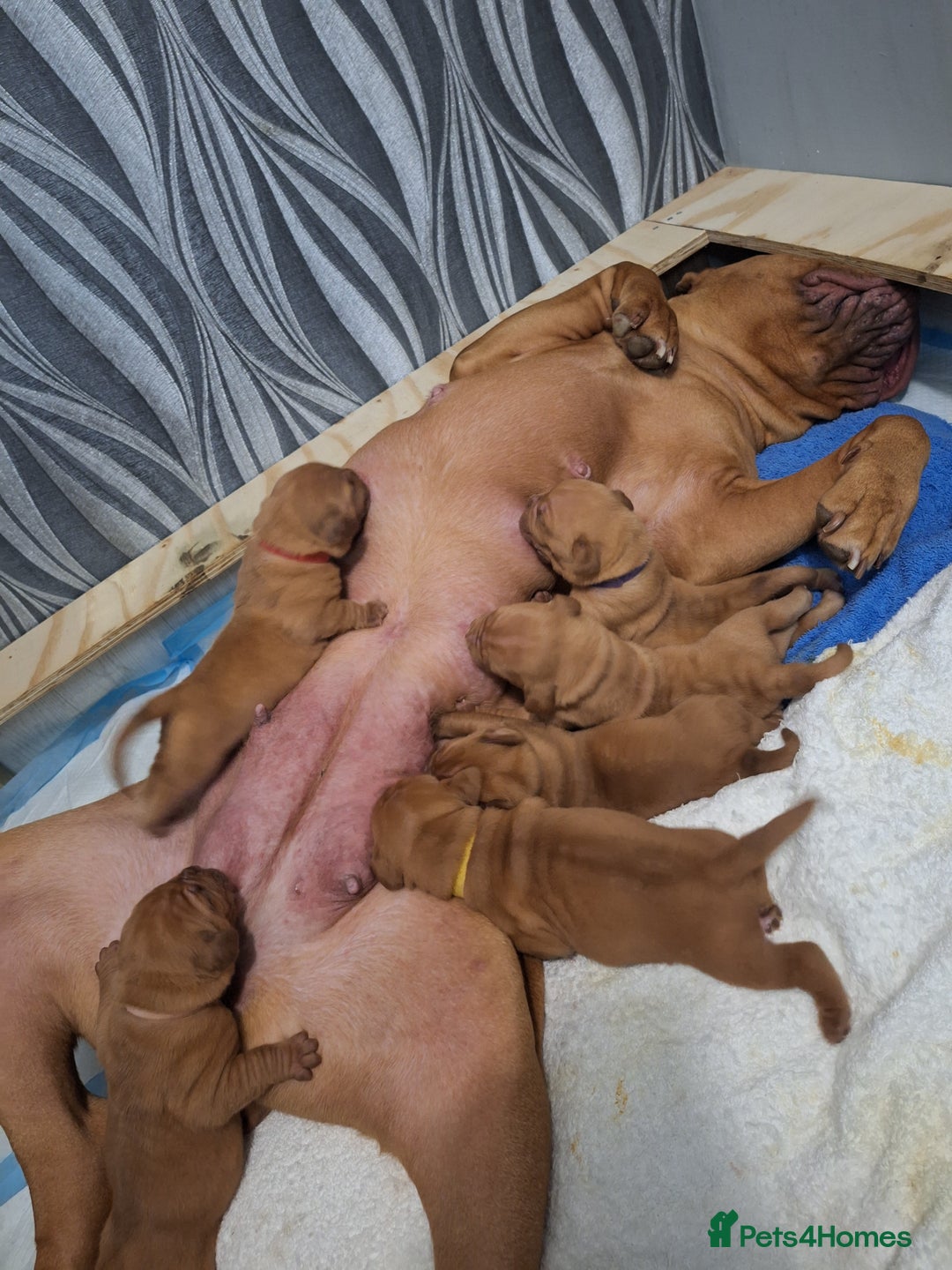 Dogue De Bordeaux dogs for sale: Dogue De Bordeaux Puppies-Champion Bloodlines - Image 8