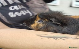 Guinea Pig rodents for sale: 2 male guinea pigs  - Image 3