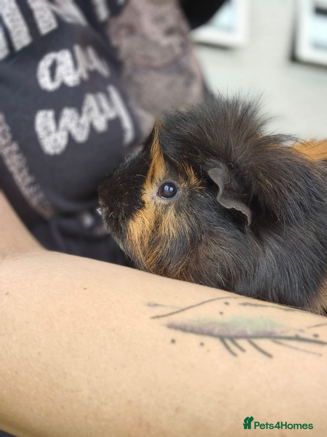 Guinea Pig rodents for sale: 2 male guinea pigs  - Image 3