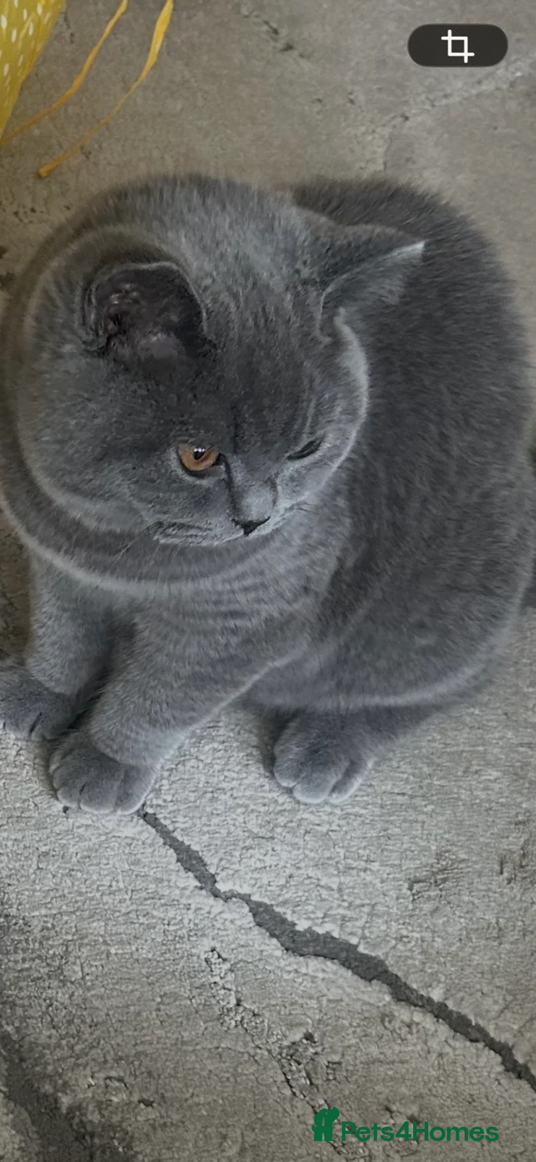 British Shorthair cats for sale: 🏆Exceptional pedigree GCCF BSH blue boy💙 - Advert 12