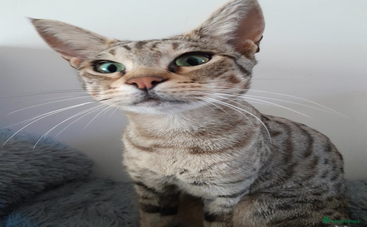 Savannah cats - Advert 1