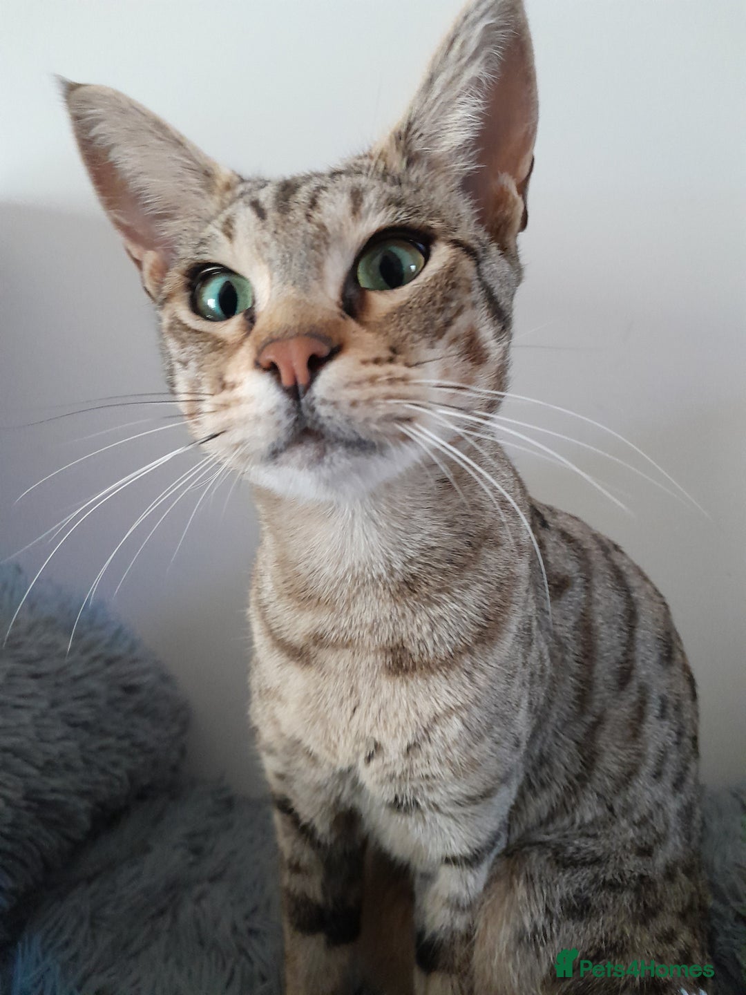 Savannah cats for sale: Beautiful F3 Pedigree Savannah Lady TICA Reg - Image 1