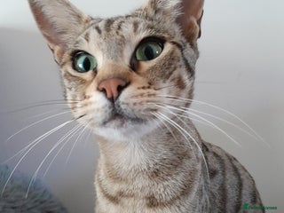 Savannah cats ACTIVE TICA Reg F3 Pedigree Savannah Lady TICA Reg - Advert 4