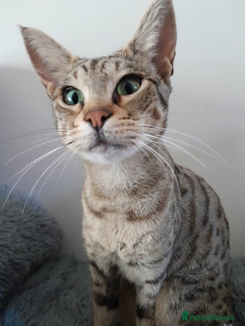 Savannah cats - Advert 5