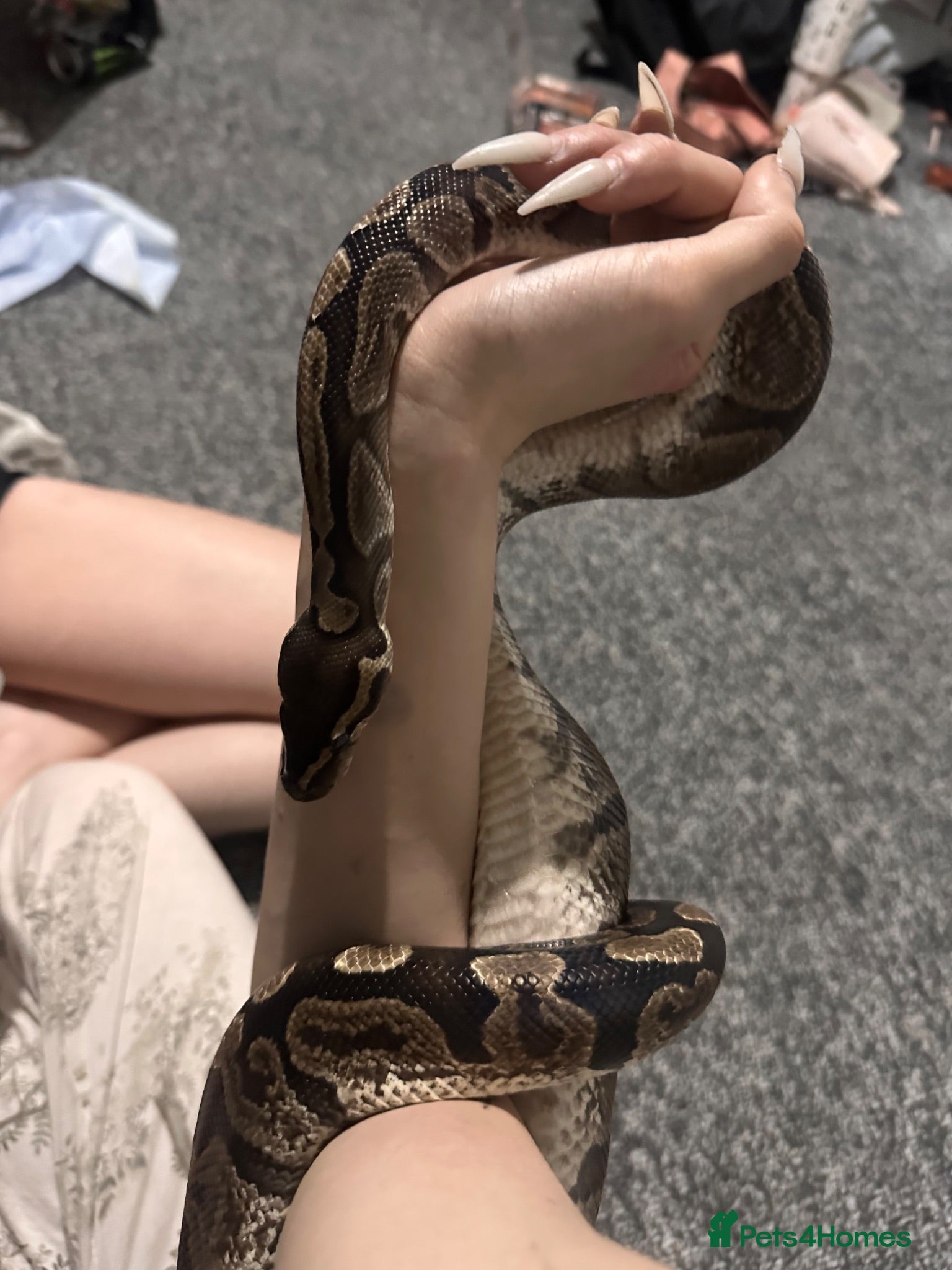 Snake reptiles Royal python - Advert 1