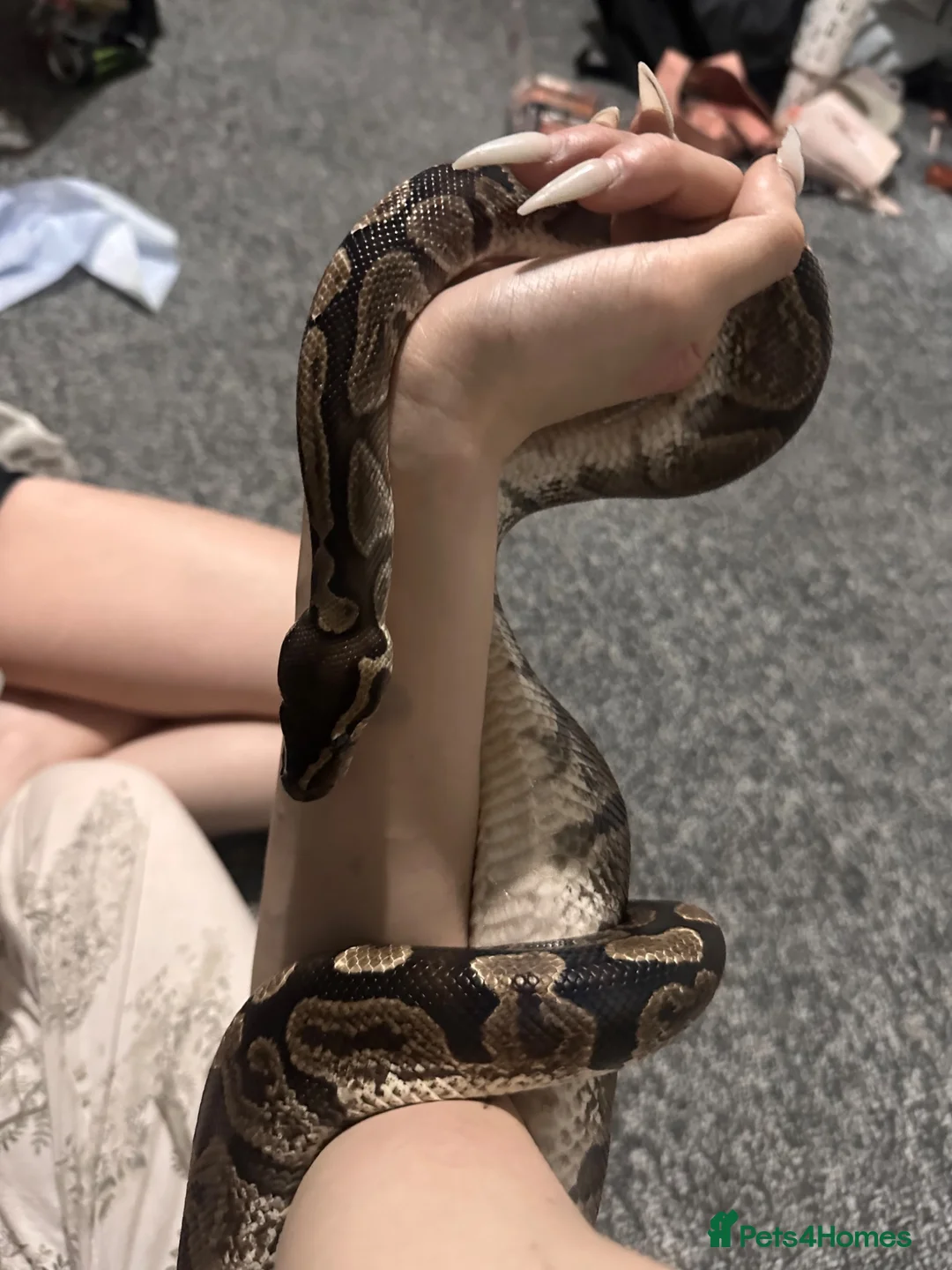 Snake reptiles for sale: Royal python - Advert 1
