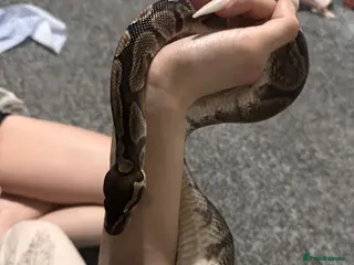 Snake reptiles Royal python - Advert 1