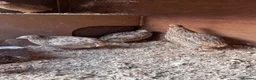 Quail poultry for sale: Female quail  in Ipswich - Advert 2