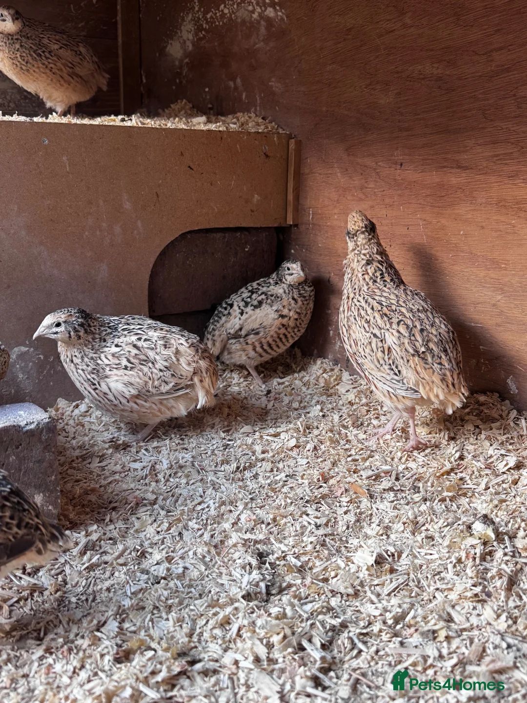 Quail poultry for sale: Female quail  in Ipswich - Advert 2