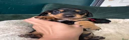 Miniature Dachshund dogs for sale: 2 KC registered miniature dachshund puppies - Advert 5