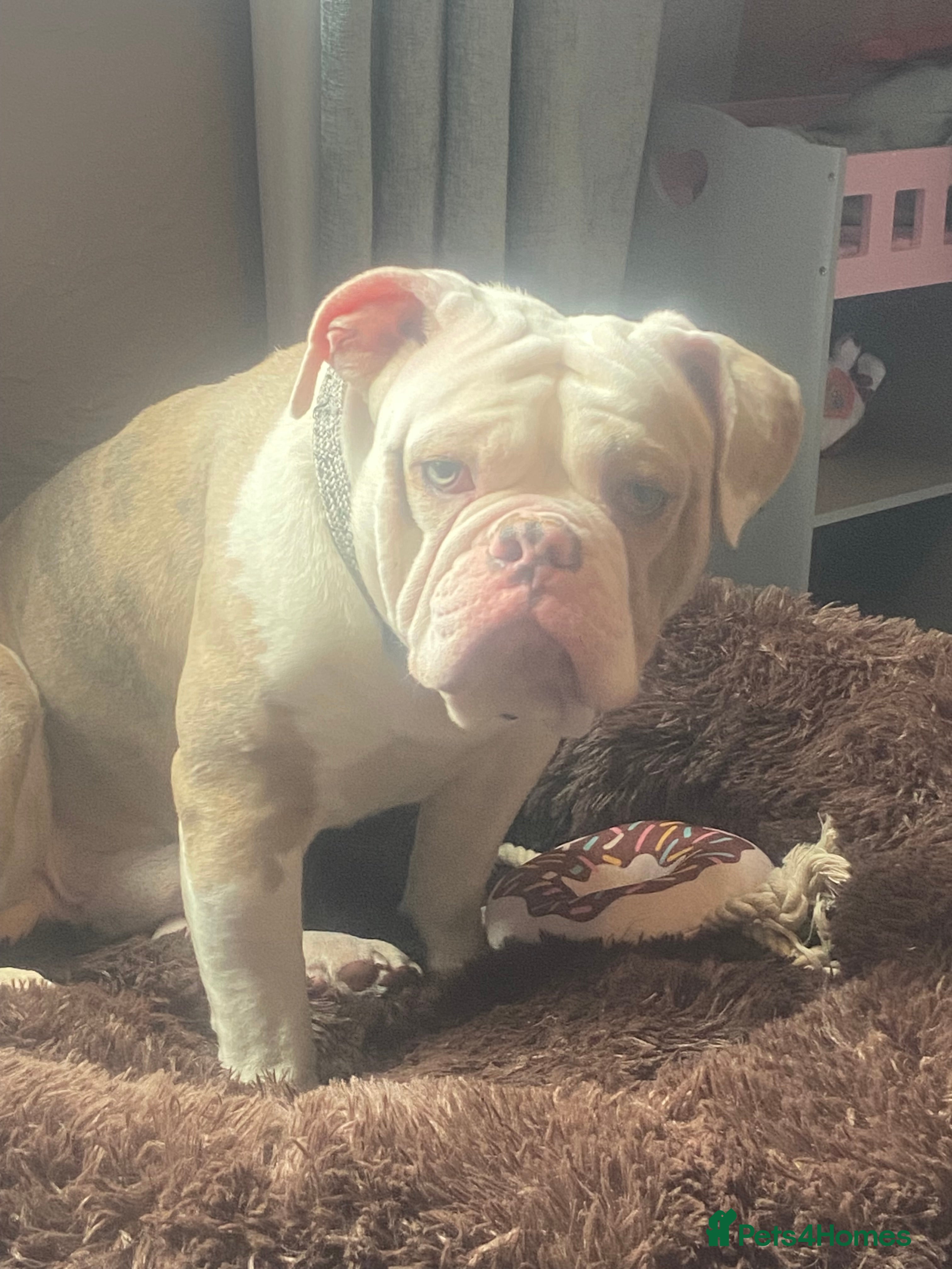 Old Tyme Bulldog dogs Old Tyme English bulldog - Advert 1