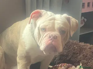 Old Tyme Bulldog dogs Old Tyme English bulldog - Advert 1