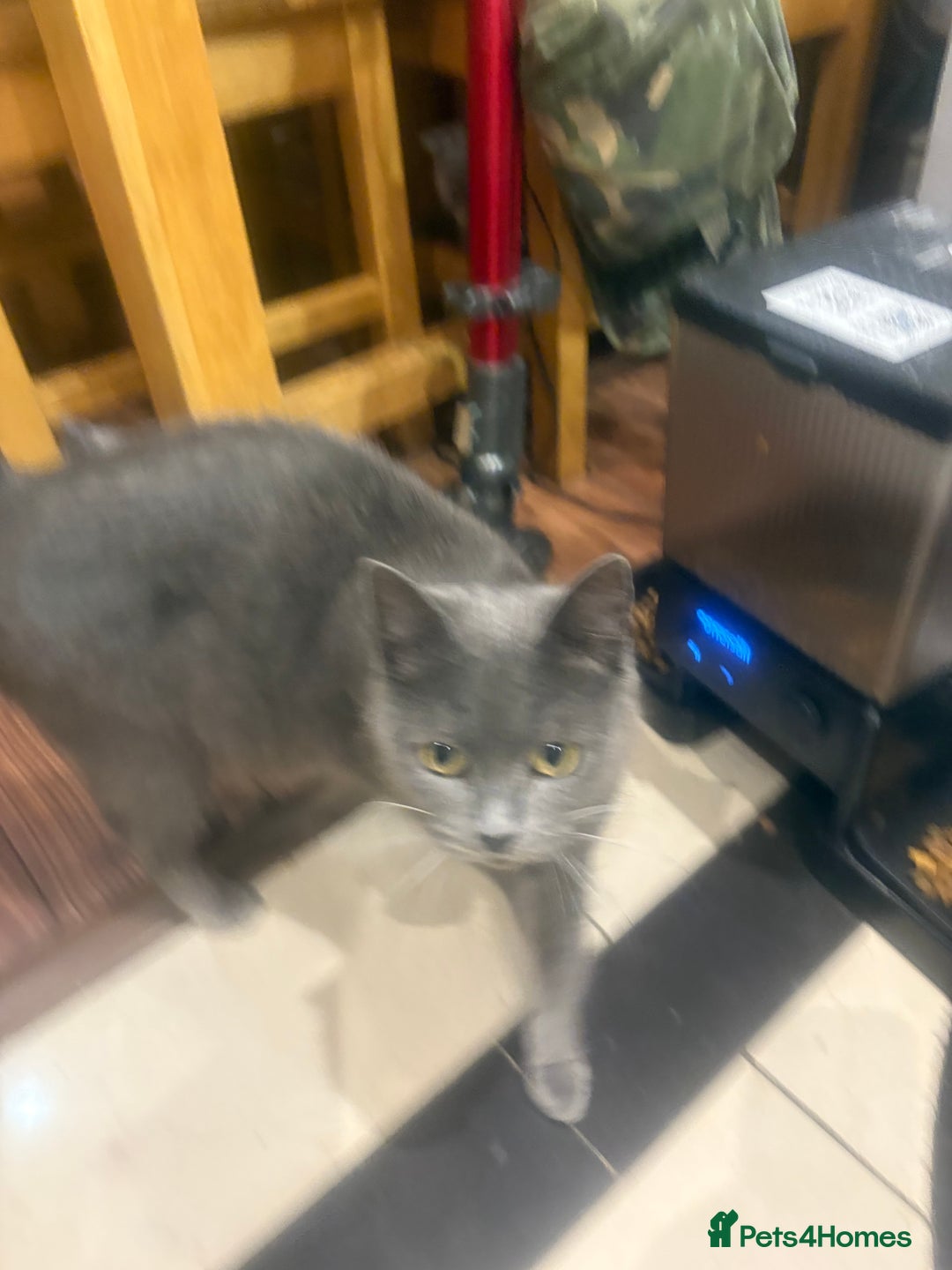 British Shorthair cats for sale: British Shorthair kittens  - Advert 21