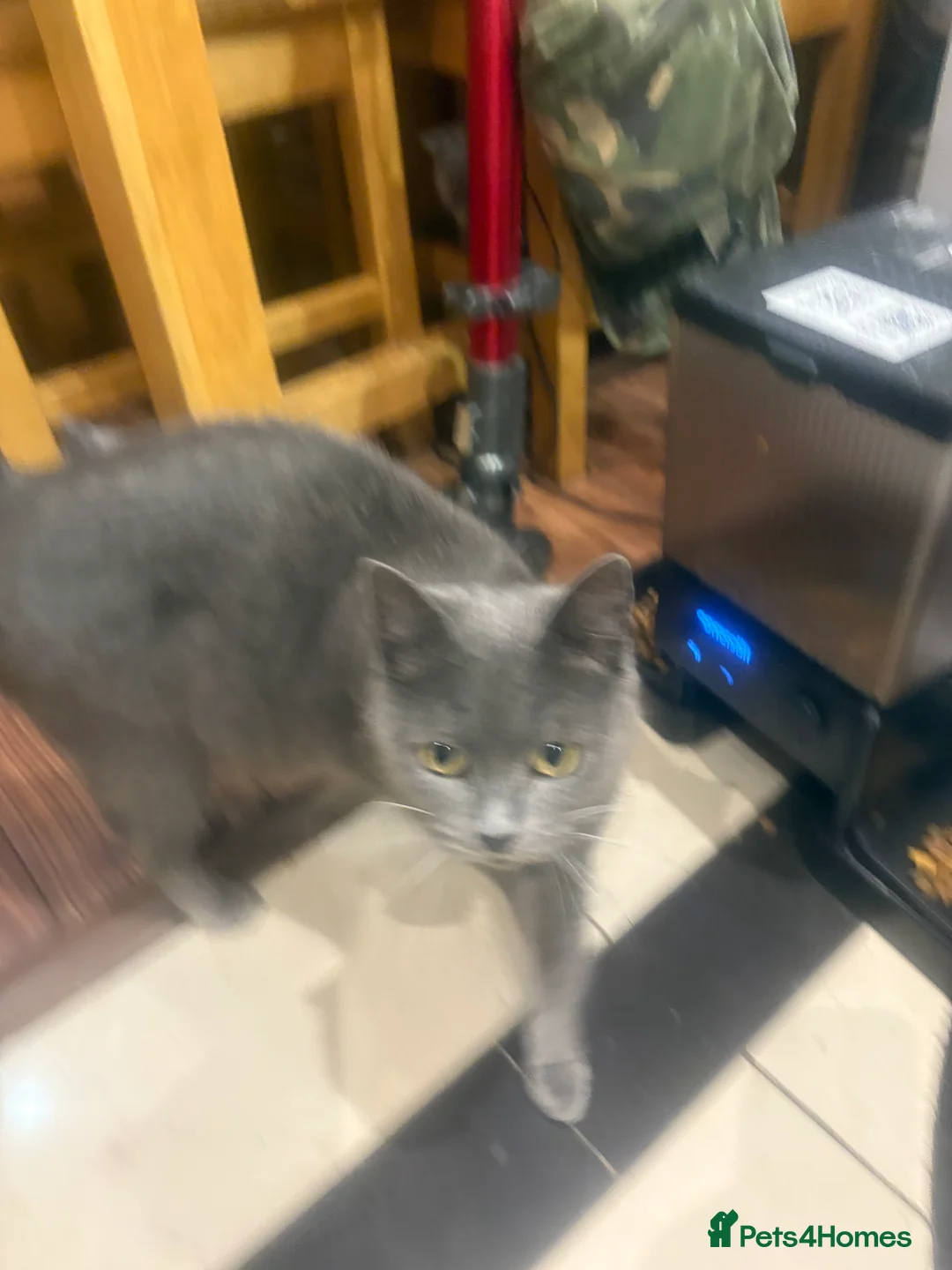 British Shorthair cats for sale: British Shorthair kittens  - Advert 20