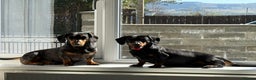 Miniature Dachshund dogs for sale: LADY & RUBY - Advert 6