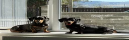 Miniature Dachshund dogs for sale: LADY & RUBY - Advert 6
