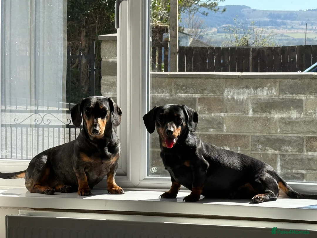 Miniature Dachshund dogs for sale: LADY & RUBY - Advert 6