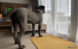 Cane Corso dogs for sale: Kylo  - Image 6