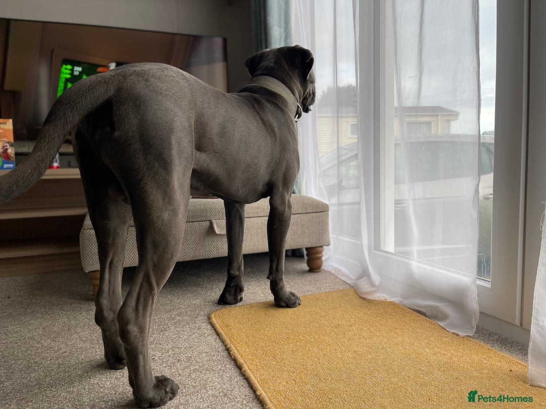 Cane Corso dogs for sale: Kylo  - Image 6