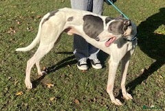 Greyhound dogs Handsome Reuben wants a new loving forever home - Advert 3