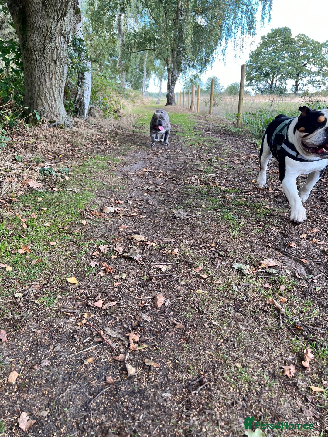 English Bulldog dogs for sale: 5 Year Old Tri Coloured English Bulldog. - Image 3