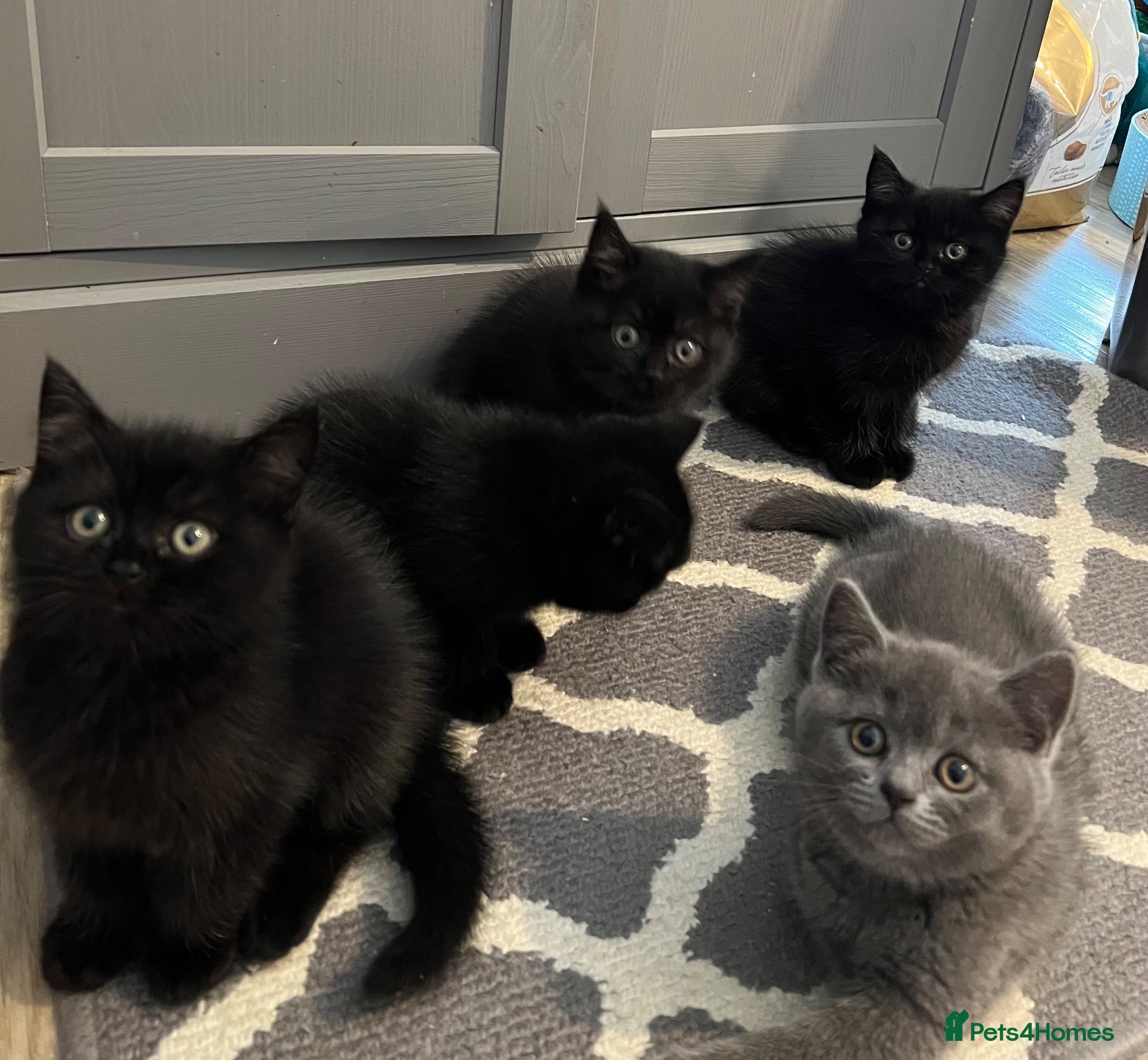 British Shorthair cats ✨ beautiful black/blue British Shorthair kittens✨ - Advert 8