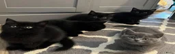 British Shorthair cats for sale: ✨ beautiful black/blue British Shorthair kittens✨ - Advert 15