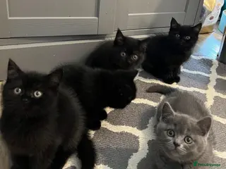 British Shorthair cats ✨ beautiful black/blue British Shorthair kittens✨ - Advert 8