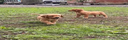 Labrador Retriever dogs for sale: Labrador puppies  - Advert 8