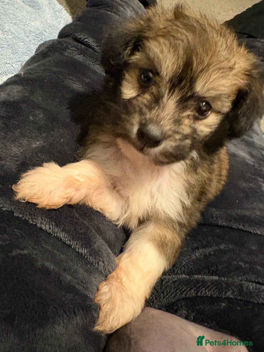 Chinese Crested dogs for sale: Stunning Chinese Cresteds - Advert 9