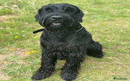 Giant Schnauzer dogs for stud: Giant Schnauzer for stud - Image 7