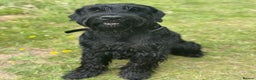 Giant Schnauzer dogs for stud: Giant Schnauzer for stud - Advert 7