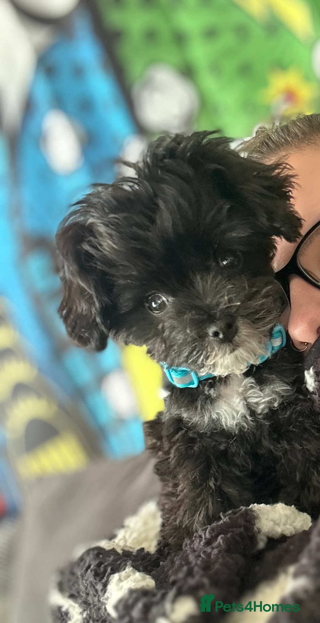 Maltipoo dogs for sale: F1 Toy Maltipoos - Advert 2